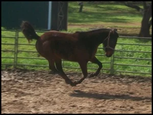 horse shelter