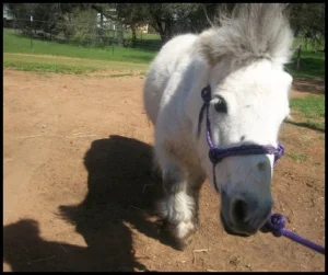 horse shelter