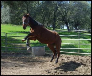 horse shelter