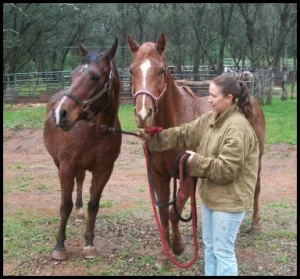 horse shelter