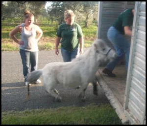 horse shelter