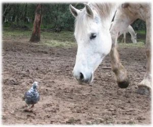horse shelter