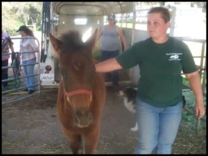 horse shelter