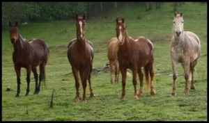horse shelter