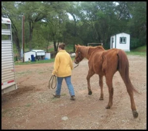 horse shelter