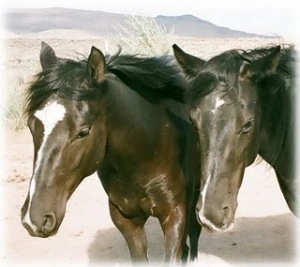 horse rescue