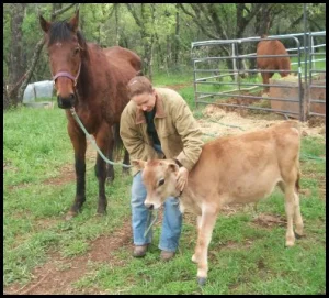 horse shelter