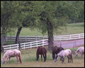 horse shelter
