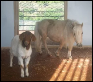 horse shelter