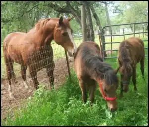 horse shelter