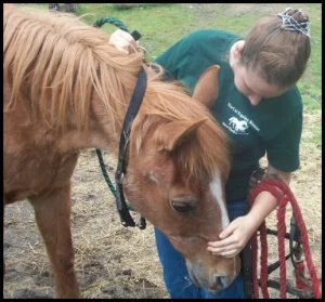 horse shelter