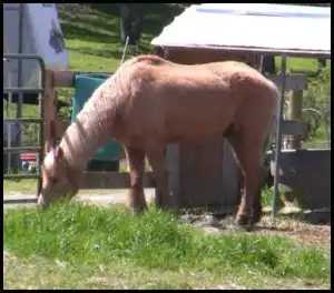horse shelter