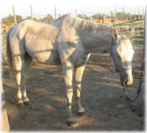 horse shelter