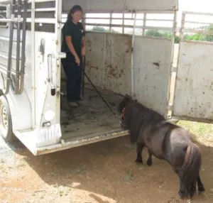 horse rescue