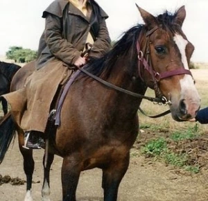 horse shelter