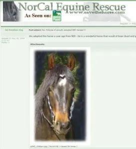 horse rescue