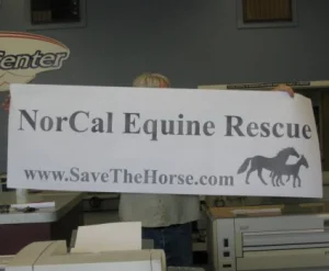 horse rescue