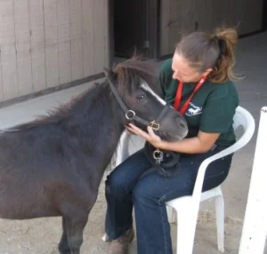 horse rescue