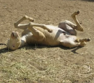 horse rescue