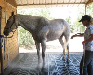 horse rescue