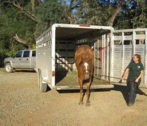 horse rescue