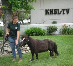 horse rescue