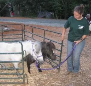 horse rescue