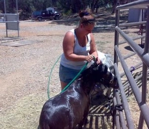 horse rescue