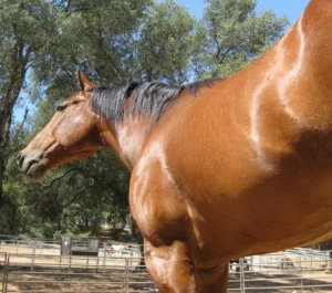 horse rescue