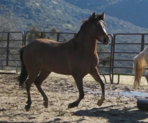 horse rescue