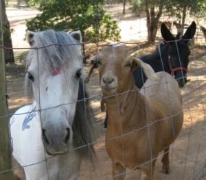 horse rescue