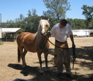 horse rescue