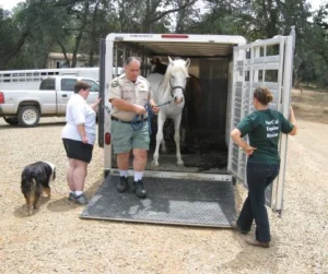 horse rescue