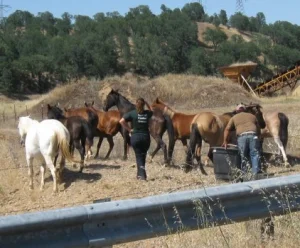 horse rescue