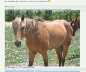 horse rescue