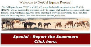 horse rescue