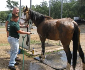 horse rescue