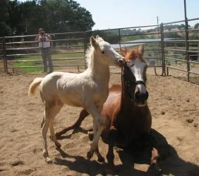 horse rescue
