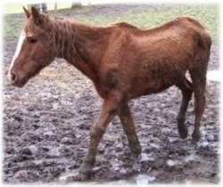 horse shelter