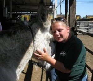 horse rescue