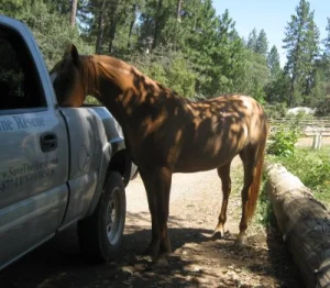 horse rescue