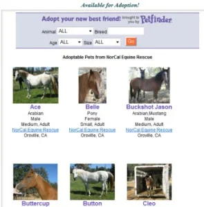horse rescue