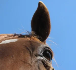 horse rescue