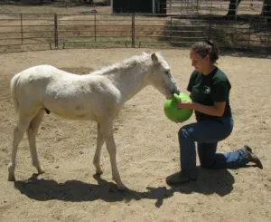 horse rescue