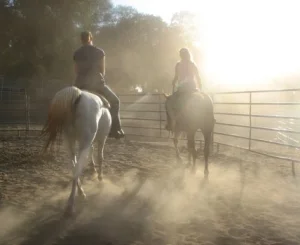 horse rescue