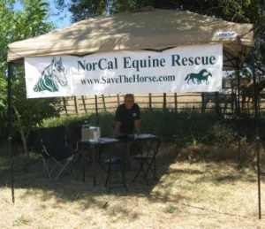 horse rescue