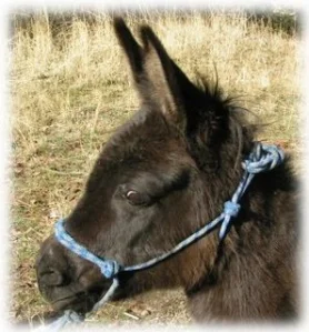 horse rescue