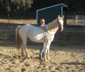 horse rescue