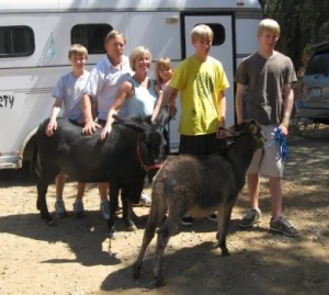 horse rescue