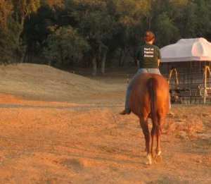 horse rescue